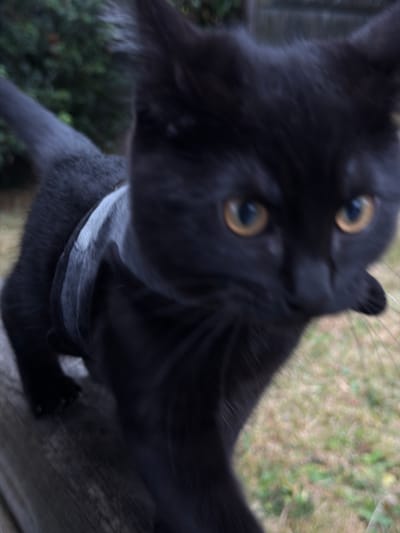 The media file is a close-up, slightly blurry, vertical shot of a black cat. The cat is wearing a grey and white patterned collar or harness. Its eyes are open and appear to be a golden or yellow color, and they are prominent in the foreground. The cat's head is tilted downwards, and its fur is dark and slightly fluffy. The background is out of focus, showing green and brown textures that suggest an outdoor environment, possibly grass or dirt, with some darker foliage visible. There is no visible text. The lighting appears to be natural daylight, as there are no harsh shadows. The overall impression is an informal, candid shot of a domestic cat, likely taken outdoors.