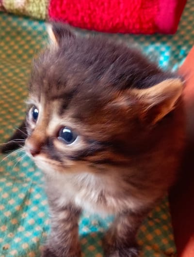 A very young tabby kitten with large, dark eyes and white whiskers is positioned in the foreground of the image. The kitten's fur is a mix of brown, black, and gray stripes. It is looking towards the right side of the frame. The kitten is resting on a green and teal patterned surface, possibly a blanket or fabric. In the background, there are soft, out-of-focus objects in vibrant colors, including red and green. The lighting suggests an indoor setting. The image does not contain any elements that would indicate a location in Qobda, Kazakhstan.