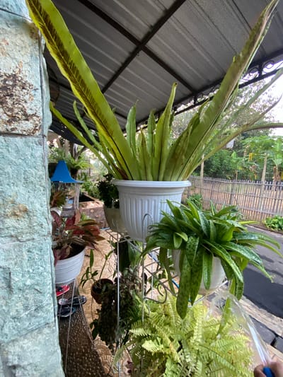 The image depicts an outdoor setting, possibly a patio or garden area in Margorejo, Indonesia. The scene is dominated by various potted plants. In the foreground, a large Bird's Nest Fern with long, strap-like leaves is prominently featured in a white pot. To the right, a potted plant with fleshy, spotted leaves is also visible. A person's hand with a blue fingernail is shown watering the spotted plant. In the background, a metal fence and lush greenery suggest a residential outdoor space. The overall impression is one of a tropical or subtropical environment, likely during daylight hours, with overcast or possibly humid weather given the sheen on the leaves. The image is taken from a low angle, looking upwards at the plants and overhead structures. There are no visible text elements in the image.