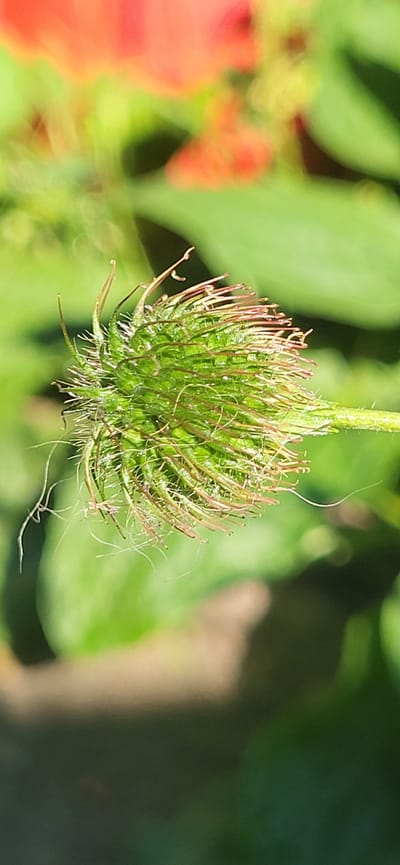 A close-up, macro photograph focuses on a spiky green seed head with thin, reddish-brown filaments emerging from its tip. The seed head is in sharp focus, while the background is blurred. The background consists of soft green foliage, with a hint of out-of-focus reddish-orange elements in the upper left portion of the frame, suggesting a flower or petals. The lighting indicates a bright, sunny day, casting subtle shadows and highlighting dew drops or water droplets on the seed head. The image was taken outdoors in the city of Tetianivka, Ukraine.