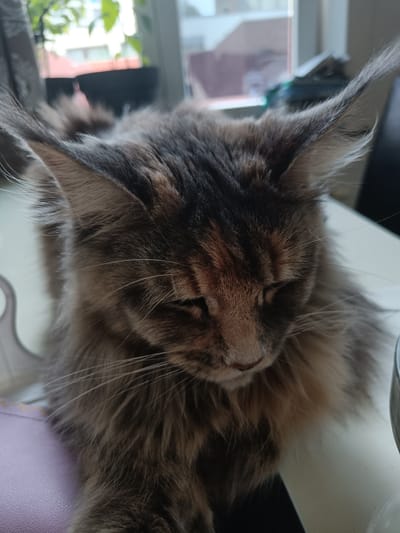 The image shows a close-up of a long-haired cat with a tabby pattern, resting on a white surface. The cat has prominent ear tufts and its eyes are closed. The background is out of focus, but appears to be an indoor setting with a window and greenery visible. There is no indication of the specific location within the city of Leuven, Belgium.
