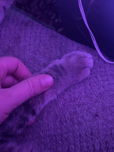 A close-up, overhead shot shows a person's hand gently holding a cat's paw. The cat's paw is light gray and furry, with visible toe beans. The hand is positioned on the left side of the image, with fingers curled around the paw. The background is a textured, purple surface that appears to be a blanket or rug. A white cable is visible in the upper right corner, also illuminated by a purple light source. The scene is illuminated by a purple light, creating a distinct color cast across the image. The location is identified as Мещёры, Russia, though there are no visual cues within the image to confirm this specific location. The image is a still shot, capturing a moment of interaction between a person and a cat.
