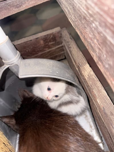 Two kittens are nestled together inside a dark gray plastic dustpan. The kitten in the foreground is mostly obscured, but appears to be dark brown with a lighter patch on its chest. The kitten in the background is white with gray markings on its head and back. It is looking directly at the camera with its blue eyes. The dustpan is positioned between two weathered wooden beams, suggesting an outdoor or rustic setting. The environment appears to be dimly lit, possibly indicating nighttime or a shaded area. The location is in Bohunove, Ukraine.