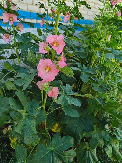 The image shows a cluster of pink hollyhocks (Alcea rosea) with large, green, lobed leaves, growing in front of a white brick wall with a horizontal blue stripe. The flowers are in various stages of bloom, with some fully open and others still in bud. The foliage appears slightly damaged, with some yellowing and small holes in the leaves. The background suggests an outdoor environment, possibly a garden or yard within a city. There are no people or animals visible in the image. The scene is likely located in a temperate climate.