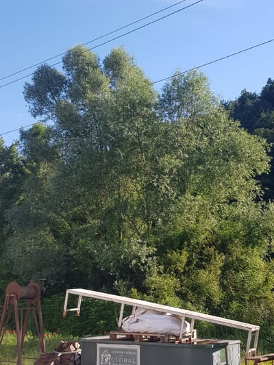 The image shows a large tree with a dense canopy of light green leaves against a clear blue sky. Several power lines stretch across the upper portion of the frame. In the foreground, there is a rusted metal structure supporting a large spool, possibly a winch. To the right, a white metal frame rests on a green dumpster, with white bags of material stacked on a pallet beneath it. A sign on the dumpster reads "ECONOMY SERIES by GLOBAL Rent Trade Service". Red flowers are visible in the grass below the tree. The scene appears to be in an outdoor, rural or semi-rural setting. The image is an exterior shot taken in Lomets, Bulgaria.