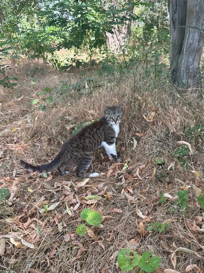 A tabby and white cat is in a wooded area with dry grass and fallen leaves. The cat is facing the camera with its body turned to the left. Green leaves are visible in the background, along with tree trunks. The cat appears to be in a natural outdoor environment.