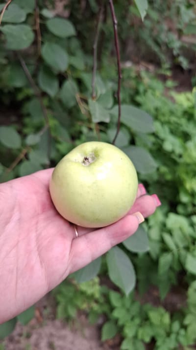 A hand, with painted fingernails, holds a small, light green apple against a blurred background of green foliage. The hand wears a thin gold ring. The image appears to have been taken outdoors, possibly in a garden or orchard. The location of Шұбарсу, Kazakhstan is not discernible from the visual information provided.