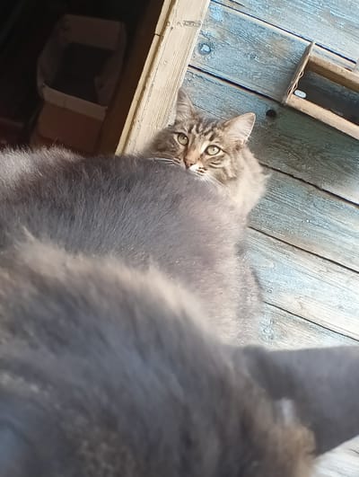 A close-up shot captures a fluffy, grey cat with tabby markings lying on a weathered wooden surface. The cat's head is turned towards the viewer, its green eyes looking alertly. Its fur is thick and appears soft, with hints of lighter grey and brown. The background consists of blue-painted wooden planks, showing signs of age and wear, with some of the paint chipped away. To the left, there's a glimpse of a wooden structure and a dark, indistinct object that might be a box or container. The lighting suggests it could be daytime, possibly outdoors. The cat's expression appears curious or slightly cautious.