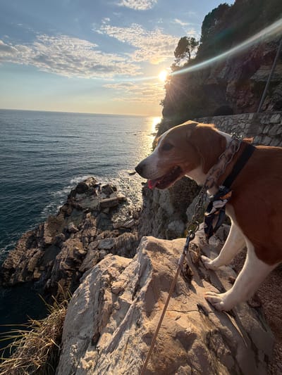 A dog, with brown and white fur, is standing on a rocky ledge overlooking the sea. The dog is attached to a leash and wearing a black collar with a metal chain. A patterned bandana is attached to the chain. The dog is facing to the left, with its head lowered and its tongue sticking out. The sea is a dark blue color and stretches to the horizon. The sky is light blue with scattered clouds. The sun is setting behind a rocky cliff to the left of the dog. The location is Golubovići, Montenegro.