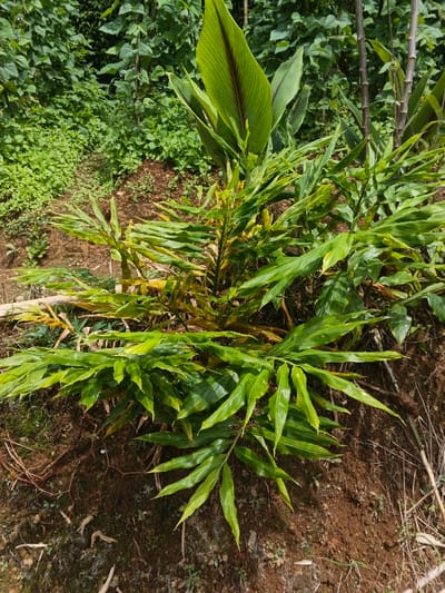 The image displays a detailed view of several plants thriving in an outdoor environment in Bình Hải, Vietnam. In the foreground and midground, a prominent clump of green and yellowish foliage dominates the scene, consistent with a Zingiberaceae species, such as ginger. This plant features numerous lanceolate leaves, some exhibiting healthy vibrant green coloration, while others show signs of yellowing, particularly on older or stressed leaves. The plant stems are partially visible, rising from dark brown soil.
Immediately surrounding the plant, the soil is dark brown, indicating moisture, with some exposed roots and sparse dried organic matter, including small twigs and decaying leaves. Towards the lower left, patches of smaller, lighter green ground cover are visible.
In the mid-ground and background, denser vegetation is present. To the right and behind the central plant, two larger plants with broader, ovate leaves are discernible. One of these larger leaves, positioned towards the upper-center, is a vibrant green with a distinct, darker reddish-brown stripe running along its central vein. The background is composed of a thicket of various green plants and shrubs, creating a lush, somewhat unkempt appearance. No individuals or animals are present. The scene is illuminated by natural daylight, casting subtle shadows and highlighting the various shades of green.