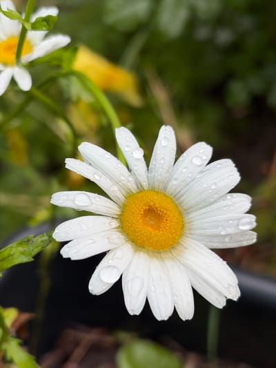 A close-up photograph depicts a daisy flower, its white petals adorned with water droplets, with a vibrant yellow center. The flower is the primary subject and is in sharp focus. The background consists of blurred green foliage. Another daisy flower is visible in the lower left, out of focus. The image exhibits natural lighting. No people are visible. The location in Novopokrovskaya, Russia is not determinable from this image.