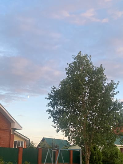 This is a low-angle shot of a tree and the sky, with rooftops of houses visible in the lower portion of the frame. The scene appears to be set in a residential area, likely in Zav'yalovo, Russia, given the architectural style of the buildings. The dominant subjects are the lush green foliage of a large tree that extends across the top half of the image and the expansive sky.

The sky is a soft blend of blue and pale pinkish-gray, suggesting it is either early morning or late evening. Wispy clouds are scattered throughout, and a faint, pale moon is visible in the upper right quadrant of the sky, further indicating twilight. The weather appears calm and clear.

The houses have pitched roofs covered in green material and walls constructed of brick and siding. One building has a noticeable yellow facade with a white-trimmed window. A green fence runs along the property line. The overall impression is one of a peaceful, suburban setting. There is no visible text in the image. The image conveys a serene and tranquil atmosphere.