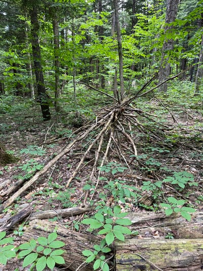The image depicts a forest floor in Greig, United States. A pile of fallen branches, arranged in a radial pattern, is the central object in the foreground. These branches are dry and of varying thicknesses, appearing to have been gathered or naturally accumulated. The ground is covered with fallen leaves, twigs, and small green plants. In the background, numerous trees with green foliage create a dense forest environment. The lighting suggests it is daytime. There are no people or animals visible in the image.