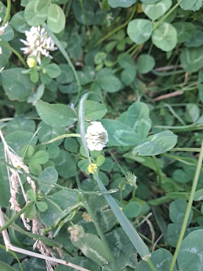 This is a close-up, high-angle photograph of a patch of clover and grass. The scene is dominated by various shades of green from the leaves and blades of grass, with a few small white clover flowers and some tiny yellow wildflowers interspersed. The clover leaves are mostly heart-shaped and some display lighter green or whitish markings. A few blades of grass run diagonally across the frame, some appearing thicker and more mature than others. The overall impression is one of a natural, grassy area, possibly a meadow or a lawn. The lighting suggests it is daytime, with no strong shadows indicating midday sun. The focus is sharpest on the central clover flower and some surrounding leaves, with the background slightly blurred, creating a shallow depth of field. There are no people, animals, or visible text in the image. The setting appears to be an outdoor, natural environment, likely in a temperate climate given the presence of clover and grass.