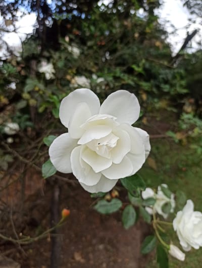 A close-up, top-down view of a single, fully bloomed white rose dominates the frame, its delicate petals unfurling from a tightly wound center. A tiny dark insect, possibly an ant, is visible on one of the inner petals, adding a small detail of life to the floral subject. The rose is positioned slightly to the right of the center of the image.
The background is a soft blur of natural elements, suggesting a garden setting. Out-of-focus green foliage and darker brown soil are visible. In the upper right quadrant, a partially formed white rose bud and another hint of white blooms can be discerned, indicating the presence of more roses nearby. The lighting suggests it is daytime, with soft, diffused light creating gentle shadows on the petals. The overall mood is serene and natural.
To the left of the main rose, a blurred area of light and shadow hints at reflections, possibly from water or a shiny surface, interspersed with out-of-focus bokeh effects from leaves or branches. This abstract section contrasts with the sharp focus on the rose.
The image was taken in Midrand, South Africa. No text is visible in the media file.
