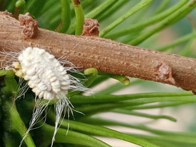 A close-up, macro photograph captures a white, woolly insect infestation on a brown pine branch. The insect is oval-shaped and covered in dense, white, filamentous secretions, resembling cotton. Several wispy white strands extend from its body, creating a feathery effect. The insect is positioned on the underside of the branch, with green pine needles forming a blurred background. The focus is sharp on the insect and the branch it occupies, with the surrounding foliage softening into an bokeh effect. The scene is devoid of human presence and any specific urban indicators, suggesting it was taken in a natural or garden setting.