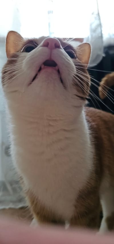 An indoor, low-angle, close-up shot focuses on the head and chest of an orange and white cat. The cat's face is tilted upwards, with its mouth slightly open, revealing teeth and tongue. Its pink nose is prominent, and its eyes are open and looking upwards. The background is blurred, showing a bright light source, possibly a window with sheer curtains, and dark shapes that suggest indoor furnishings. The cat's fur is visible in detail, particularly around its chin and chest. There are no people or other animals visible in the image. The scene is indoors, with no specific identifiable landmarks of Pabianice, Poland.