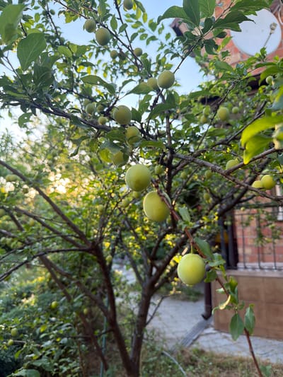 The image shows a close-up view of a plum tree laden with unripe green plums. The camera is angled upwards, looking through the branches towards the sky, which is a soft blue. Sunlight filters through the leaves, creating a bokeh effect of bright circles. Several plums are visible on the branches, varying in size. Some leaves are broad and green, while others appear to be turning yellow, suggesting it might be late summer or early autumn. The branches are thin and dark, and the overall impression is one of natural abundance. In the background, slightly out of focus, are hints of a building with a brick facade and a white satellite dish on the roof. A small section of a gray drainpipe is also visible. The setting appears to be a garden or yard, with dry grass visible in the lower right portion of the image. The lighting suggests it is daytime, likely late afternoon due to the warm glow of the sun. The scene evokes a sense of rural tranquility and the promise of a harvest. There is no visible text in the image.
