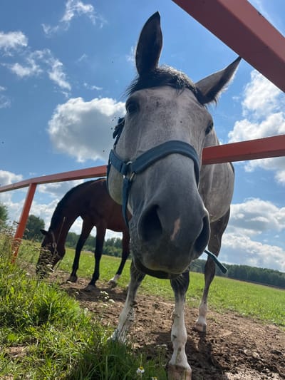 In a rural outdoor setting, two horses are visible. The foreground features a light grey horse with dark markings, wearing a blue halter. This horse is positioned close to the camera, with its head and part of its body filling the frame. Behind it, to the left, is a darker brown horse with its head lowered, appearing to graze in a grassy area. Both horses are behind an orange metal fence. The environment consists of a dirt path in the foreground, transitioning to green grass with some wildflowers, and a wooded area in the background under a bright blue sky with scattered white clouds. There are small flying insects visible in the air around the horses. The scene appears to be set in Akhlebaikha (Kovriginskii S/S), Russia.