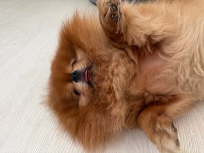 A Pomeranian dog is lying on its back on a light-colored floor, which appears to be wood or laminate. The dog is light brown with fluffy fur. Its eyes are closed, and its tongue is sticking out slightly. One of its paws is raised in the air. The background is a plain, light-colored surface.