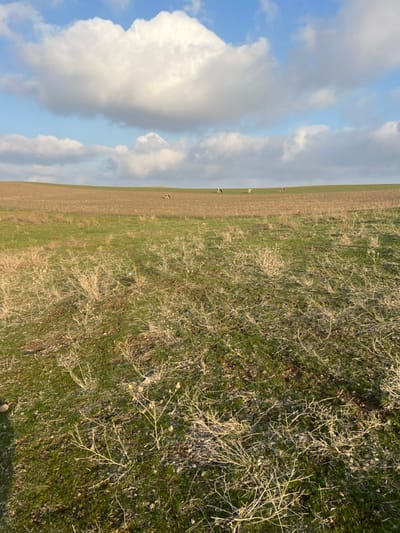 The scene is an expansive rural landscape located in Qoraobdol QFY, Uzbekistan, under a blue sky populated by scattered white cumulus clouds, with a large, prominent cloud dominating the upper center. The immediate foreground consists of uneven ground covered in a dense mix of green grass and numerous patches of dry, light-tan, thorny vegetation, with some areas of exposed soil. Beyond this, the midground transitions into a wide, gently upward-sloping field characterized by light-brown, tilled or fallow earth. Six light-colored bovines are visible scattered across this brown field; one animal on the far left appears to be recumbent, while the others are standing or grazing. The distant horizon is defined by a low, undulating green rise. Natural sunlight illuminates the scene, casting faint shadows to the right, consistent with a low sun angle. No human subjects or artificial structures are present.