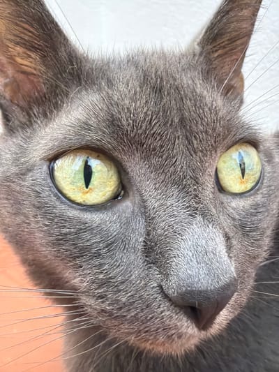 The media file is a close-up, low-angle shot of a grey cat's face, oriented upside down. The cat's large, luminous green eyes are the central focus, with visible pupils that appear slit-like, suggesting a bright environment. The fur is short and dense, a uniform grey color, with some individual whiskers visible extending outwards. The cat's ears are visible on either side of its head, and its nose is partially seen in the upper right quadrant. The background is a plain, off-white surface, possibly a wall or a piece of fabric, and it is out of focus. There is no text visible in the image. The lighting appears to be natural and bright, suggesting it is daytime, and the setting is likely indoors given the proximity of the background surface. The image conveys a sense of curiosity or contemplation from the cat.