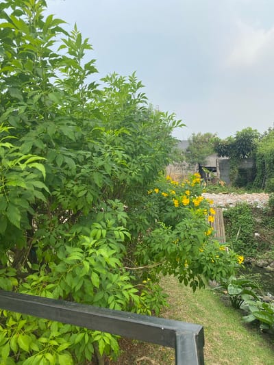 The image depicts an outdoor scene in East Jakarta, Indonesia, with a focus on lush green foliage and a small body of water. In the foreground, a dark metal railing runs horizontally across the frame. Beyond the railing, a large tree with abundant green leaves dominates the left side of the image. To the right of the tree, clusters of bright yellow flowers are visible, adding a splash of color.
In the background, there are remnants of a building that appears to be under construction or in a state of disrepair. The building's walls are made of concrete blocks, and parts of the roof are visible, some with corrugated metal. Rubble, including bricks and debris, is scattered around the building. Dense green vegetation, including vines, covers parts of the structures and the surrounding embankment.
A narrow path or lawn area is present between the foreground railing and the vegetation. To the far right, a small pond or water feature is visible, with large, broad-leafed aquatic plants growing along its edge. The sky above is overcast with scattered clouds, suggesting a potentially humid or rainy day. The overall impression is one of a slightly overgrown and partially developed area, possibly a residential backyard or a neglected community space within East Jakarta. No people are visible in the image.