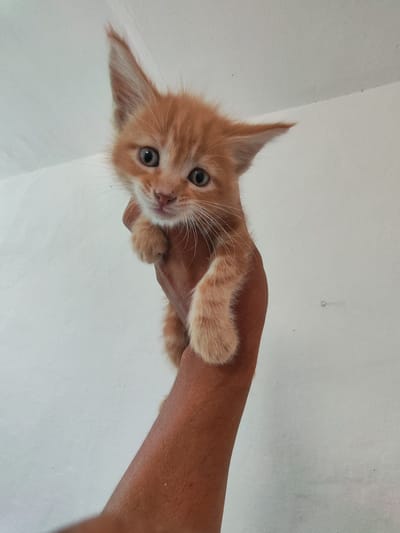 A ginger kitten is held up by a person's hand against a plain white wall. The kitten is looking at the camera with wide, curious eyes. Its ears are perked up, and its fur is fluffy. The person's hand is brown and appears to be an adult's hand. The background is a simple, textured white wall, suggesting an indoor environment. There is no indication of the specific location within Sovet, Kyrgyzstan.