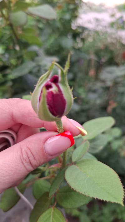 A close-up shot focuses on a person's hand delicately holding a dark red rosebud. The hand has a French manicure with a bright red tip. The rosebud, tightly closed, is surrounded by green sepals, with hints of the red petals visible within. The stem of the rosebud is covered in small, sharp thorns. In the background, out of focus, are green leaves and a blurry light-colored area, suggesting an outdoor or greenhouse environment. The location is identified as Shubarssu, Kazakhstan.