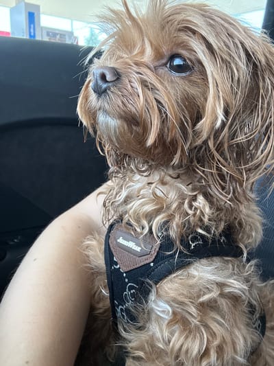 A medium shot captures a close-up of a small, light brown dog with curly fur, wearing a black harness with a brown tag. The dog's head is turned to the left, with its right eye visible and reflecting light. Its nose is wet and prominent. The dog appears to be in the passenger seat of a vehicle, with a person's arm visible in the lower left portion of the frame. In the background, through what appears to be a car window, there are blurry signs and a bright sky. The setting seems to be a gas station, with a blue and white sign suggesting it could be a Shell station in Rudná, Czechia. The overall lighting suggests it is daytime.