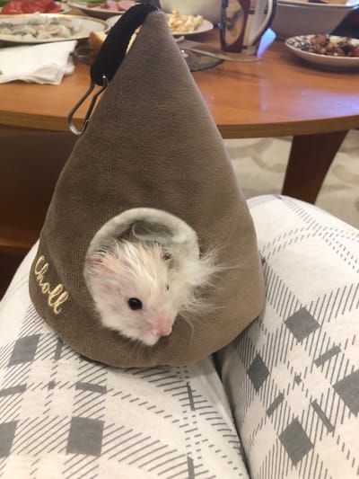 A fluffy white hamster with a pink nose and dark eyes peeks out of a brown cone-shaped bed with gold embroidery. The bed has a black strap and a silver clip attached to the top. The bed is resting on a pair of white pants with a gray plaid pattern. In the background, a wooden table is set with plates of food, a mug, and cutlery. The scene appears to be indoors.