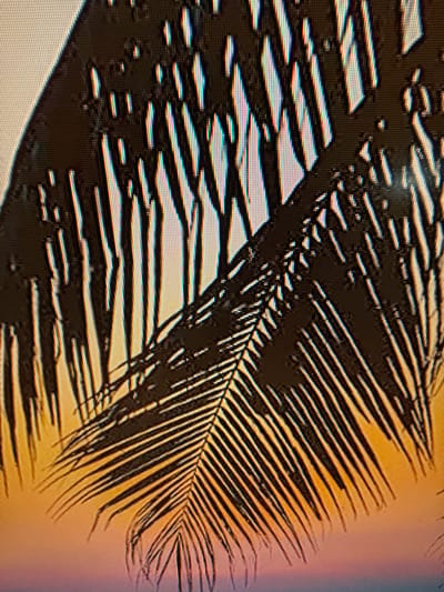 The image is a close-up, pixelated view of palm fronds casting shadows. The fronds are dark silhouettes against a warm, gradient background that transitions from a golden yellow to a soft pink, suggesting either a sunset or sunrise. The distinct pattern of the palm leaves is visible, with individual leaflets fanning out. The shadow also displays a similar pattern, broken into irregular shapes where light passes through the gaps between the leaves. The pixelated nature of the image indicates it might be a digital photograph displayed on a screen or a low-resolution scan. No people, text, or specific location cues for Szczecin, Poland are discernible. The overall impression is one of natural beauty, with the play of light and shadow on the palm leaves creating an abstract and visually striking composition.