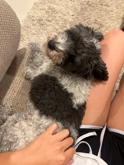 A medium-sized, black and white poodle mix dog is lying on a brown, textured cushion and partially on a light beige rug. A person's legs, clad in black athletic shorts with white trim, are visible above the dog. A hand rests on the dog's body, indicating the person is petting it. No information about the location in the city of Barrio de Nuevo León, Mexico, can be inferred from the image.