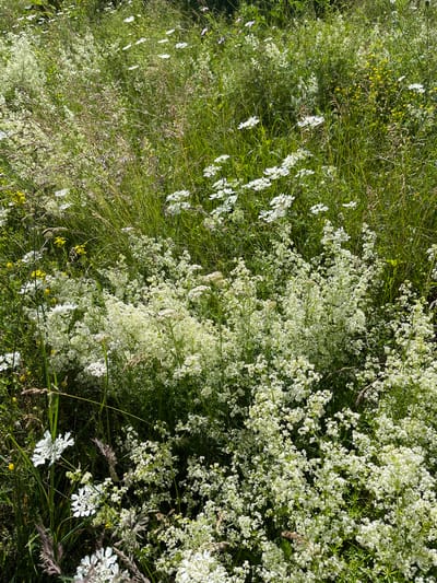 The image captures a densely packed field of wildflowers in Petrovac-na-Mlavi Municipality, Serbia. The predominant colors are various shades of green from the lush grass and foliage, interspersed with abundant clusters of small white flowers, likely from species such as Galium aparine (cleavers) or similar meadow plants. Scattered amongst the white blossoms are a few delicate yellow flowers, possibly from a species of buttercup or St. John's wort. Taller grasses with seed heads are also visible, adding texture and height to the scene. The lighting suggests a bright, sunny day, casting dappled shadows across the field. There are no people or man-made objects visible in the frame. The overall impression is one of a vibrant and untamed natural meadow.