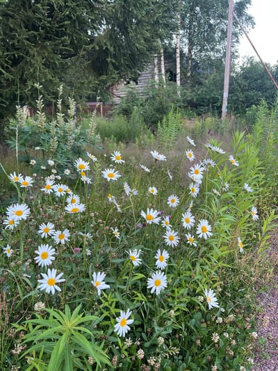 The media file depicts a close-up, rotated view of a flowerbed filled with numerous white daisies with yellow centers, interspersed with green foliage and some dried brown seed heads. In the background, to the left, is a dense evergreen tree, likely a spruce or fir, and a weathered wooden structure, possibly a shed or part of a cabin, with a visible roofline. A light-colored, weathered wooden fence or railing with metal supports runs horizontally across the upper left portion of the image, partially obscured by trees and foliage. The overall scene suggests an outdoor, natural setting, possibly a garden or the edge of a wooded area. The lighting indicates it could be daytime, with a soft, natural light. The composition focuses on the flowers, creating a sense of natural beauty and tranquility. There is no visible text in the image. The location context provided is Vyborg, Russia.