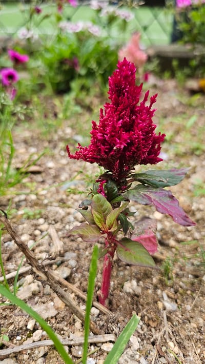 A close-up, vertical shot focuses on a deep red, feathery flower blooming in the foreground. The flower, likely a variety of celosia, stands tall on a thick, reddish-green stem. Its bloom is a dense cluster of small, intricately arranged florets, creating a velvety texture. Below the bloom, broad, deep green leaves with prominent reddish veins are visible, some tinged with burgundy. The plant is rooted in dry, gravelly soil interspersed with small twigs and sparse green grass blades. In the blurred background, other flowers in shades of pink and white, along with green foliage, suggest a garden setting. The lighting is even, and the focus is sharpest on the central flower and its immediate foliage, with the background softly out of focus. This image was captured in Asan-si, South Korea.
