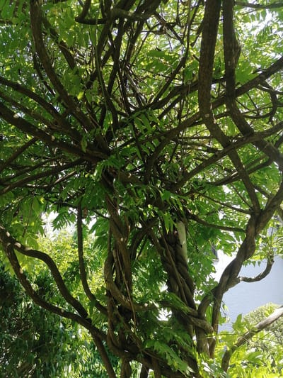 The image captures a close-up view of thick, twisted vines and branches of a wisteria plant, heavily laden with vibrant green leaves. Sunlight filters through the foliage, creating a dappled effect on the intertwined woody stems. The vines are a dominant feature, forming an intricate, almost sculptural pattern. In the background, hints of a white textured wall of a building and green vegetation can be observed, suggesting an outdoor setting, likely a garden or a yard. The perspective is upward-looking, emphasizing the dense canopy of the plant. The location is identified as Grünwald, Germany.