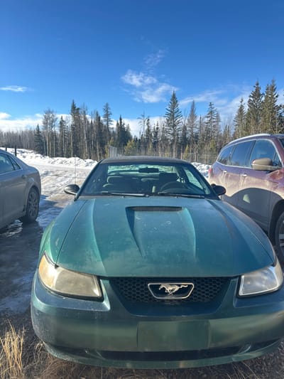 A green Ford Mustang is parked outdoors on a sunny day. The car's front is visible, featuring a hood scoop, honeycomb grille with the Mustang emblem, and headlights. It is surrounded by other vehicles, including a red SUV and a gray sedan. A snowy ground and tall evergreen trees are in the background, under a bright blue sky with scattered clouds.