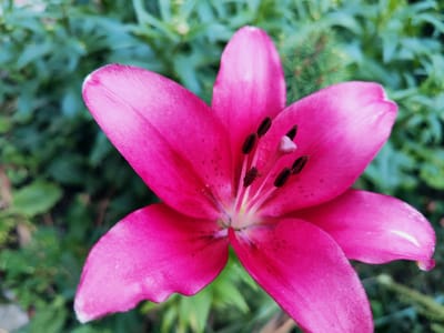A close-up, high-angle, eye-level shot focuses on a vibrant pink lily in full bloom, set against a blurred green background of foliage. The lily's petals are wide and exhibit a delicate, slightly velvety texture, with a few small, dark speckles visible on their surface. The stamen and pistil are prominently displayed at the flower's center, featuring dark brown anthers topped with a lighter pink stigma. The lighting appears natural, highlighting the flower's intricate details and casting subtle shadows. The overall impression is one of natural beauty and stillness. The image is not localized to Makiivka, Ukraine.