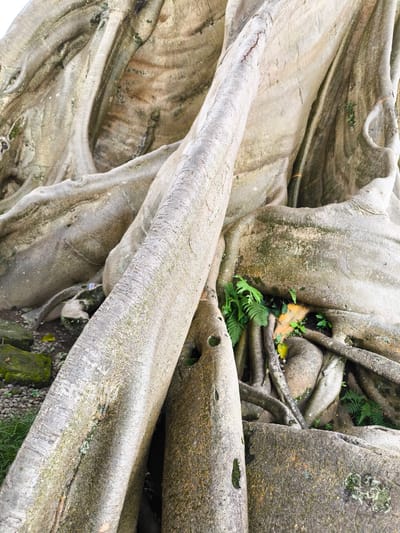 This image shows the base of a large tree in Tua, Indonesia. The tree's roots are thick and exposed, with sections that are light gray, almost white, while others are darker with patches of green moss and lichen. The tree's roots intertwine with each other. Small green ferns grow amidst the roots. The ground around the tree appears to be a mix of dirt and small stones.