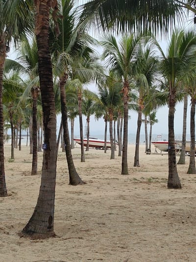 The image shows a sandy beach with rows of palm trees, most likely located in Bai Chay Ward, Vietnam. Two boats are visible on trailers in the background between the trees. The sky is overcast. No people are clearly discernible.