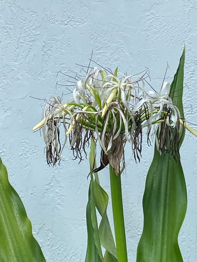 A close-up, vertical shot features a cluster of white flowers with long, thin petals and stamens, some of which are drooping and appear dried out, against a textured light blue wall. The flowers are on a green stem, with several large, green leaves in the foreground and background. The wall has an uneven, stucco-like texture.