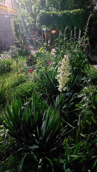 The image shows a lush garden area, possibly a courtyard, in Novocherkassk, Russia. In the foreground, there are large, sword-like green leaves of a yucca plant. Behind this, a tall stalk with a cluster of creamy white flowers, also likely from a yucca, is prominently displayed. The garden is densely planted with various green foliage, including bushes and what appear to be flowering plants with small pink and red blossoms interspersed throughout. In the background, a building with a light-colored brick facade and a yellow pipe is visible, along with a metal structure and stairs leading up. Trees with dense green canopies provide shade over the area, and sunlight streams through the leaves in some parts. The scene is verdant and appears to be a well-maintained outdoor space.