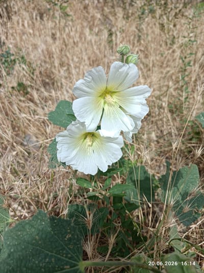 In Ak-Beshim, Kyrgyzstan, two white hollyhock flowers bloom against a backdrop of dry, golden grass and green leaves. The flowers have delicate, crinkled petals and yellow centers. Small buds are visible above the open blooms, one with a tiny insect resting on it. Several blades of dry grass with spiky seed heads are interspersed throughout the scene. A large, green leaf with a textured surface occupies the lower left corner of the frame. Another green leaf is visible on the right. A date stamp "20.06.2026 16:14" is present in the lower right corner.
