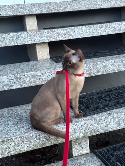 A brown Siamese cat with blue eyes is on a granite surface, possibly outdoors, on a leash. The cat is lying down, and its body is angled diagonally across the frame. A bright red leash is wrapped around the cat's neck and extends to the right side of the image, where it disappears out of frame. The cat is looking towards the viewer with its mouth slightly open, as if playing with the leash. The background consists of vertical granite slabs with dark gaps in between, suggesting a structured outdoor setting like a cemetery or a decorative garden feature. The lighting appears to be natural daylight, possibly overcast given the lack of strong shadows. The overall mood is relaxed and playful, captured from a medium-close shot. There is no visible text in the image.