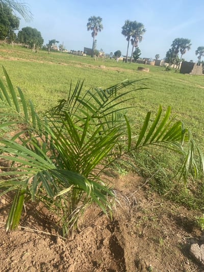 The image depicts an outdoor scene in Tavo, Nigeria. The primary subject is a young palm tree in the foreground, with its fronds extending towards the camera. The palm tree is planted in dry, brown soil with sparse green vegetation.

In the background, a vast expanse of green grass stretches across a gently sloping field. Several mature palm trees, significantly taller than the foreground plant, are scattered across this field. In the distance, small, low-rise buildings, some appearing to be under construction with brick walls visible, are interspersed among the trees. The sky is clear and blue, suggesting a bright, sunny day. The overall impression is of a rural or semi-rural landscape in a warm climate. No people or specific activities are clearly discernible, and no text is visible in the image. The lighting and the dry earth suggest it is likely daytime.