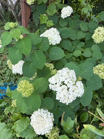 This is a medium-shot, eye-level, natural light photograph of a cluster of white hydrangeas and green foliage. The hydrangeas are in various stages of bloom, with some fully white and others in a pale green, budding phase. The leaves are large, ovate, and a vibrant green, with some showing signs of minor damage such as holes. The background is a dense mix of green vegetation, with a rusty metal post and a hint of a tree trunk visible on the left side. A blue plastic object and some broad-leafed weeds are also present in the lower portion of the frame. The scene appears to be an outdoor garden or natural setting. There are no people or animals present. The photograph does not provide any specific information about the location in Chernoyarskaya, Russia, beyond it being an outdoor, vegetated area.