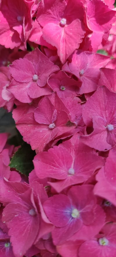 This is a close-up, vertical shot of bright pink hydrangeas. The focus is on the flowers, with their petals overlapping and creating a textured surface. Each flower head appears to be composed of multiple smaller florets, and the center of each floret has a small, lighter-colored stamen or pistil. Some of the petals have subtle lines or veins visible, adding to the detail. There are a few tiny water droplets scattered across some of the petals, suggesting recent rain or dew. In the background, a hint of dark green foliage can be seen, providing a contrast to the vibrant pink. The lighting suggests it is daytime, likely outdoors, and the overall impression is one of natural beauty and lushness. No people, text, or specific events are depicted. The location context provided is Supsekh, Russia.