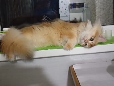 A light orange cat is lying on a white surface with a green cloth. The cat is lying on its side and has a long, fluffy tail. There are some containers and a bottle in the background, and a small table to the right. The location cannot be determined based on the image.