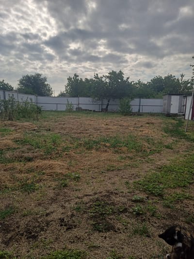 This is a photograph taken in Ryabichev, Russia, depicting an outdoor scene. The foreground is a patch of dry grass and sparse green vegetation. In the mid-ground, a light-colored metal fence runs horizontally across the image, bordered by more vegetation on the left and a small gray shed with a white door on the right. Behind the fence, a line of trees and bushes forms a backdrop. The sky above is overcast with dramatic, textured clouds. A small portion of a black and brown dog is visible in the lower right corner of the frame, facing away from the camera.